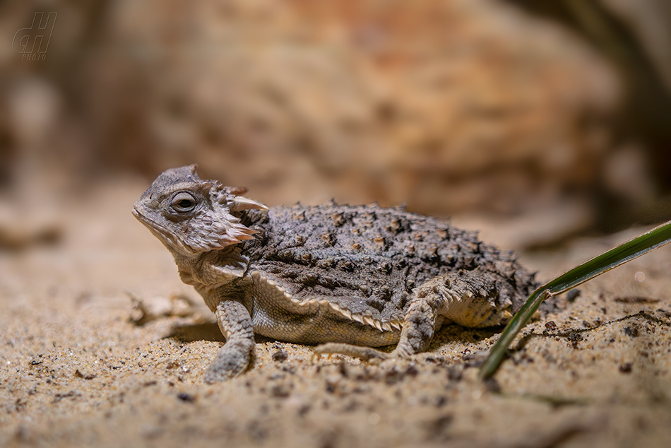 Phrynosoma braconnieri