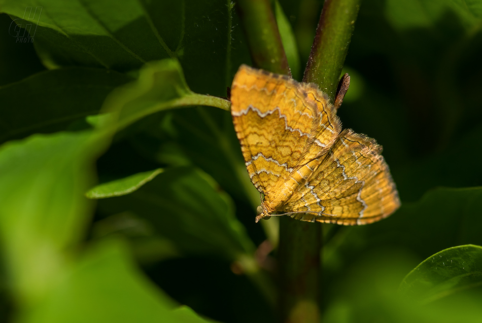 píďalka kopřivová - Camptogramma bilineatum