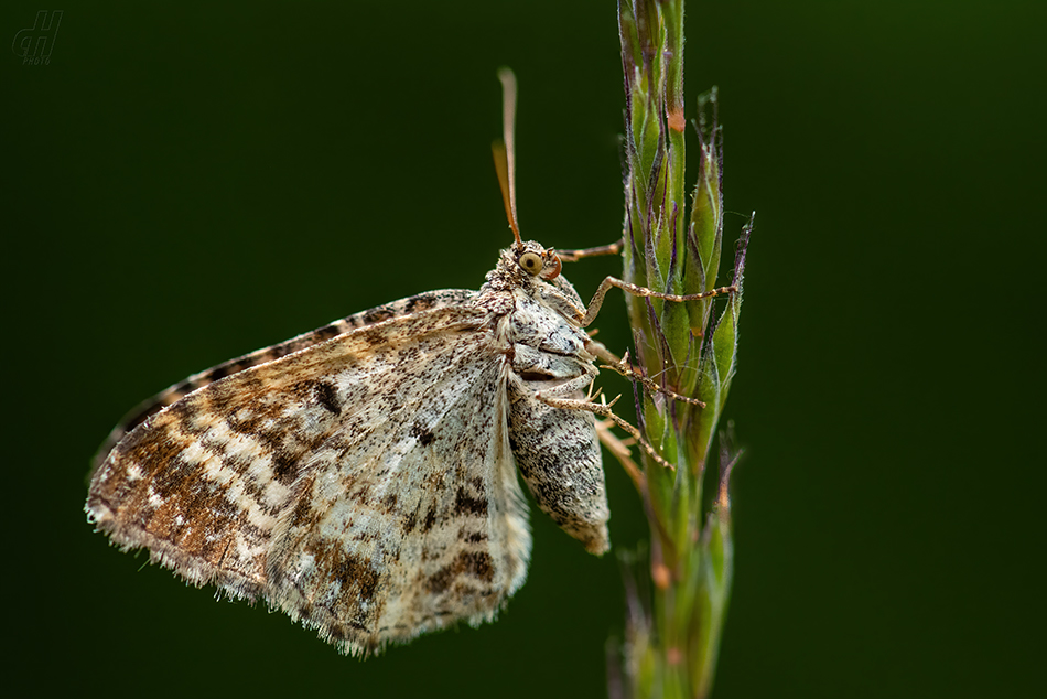 píďalka obecná - Epirrhoe alternata