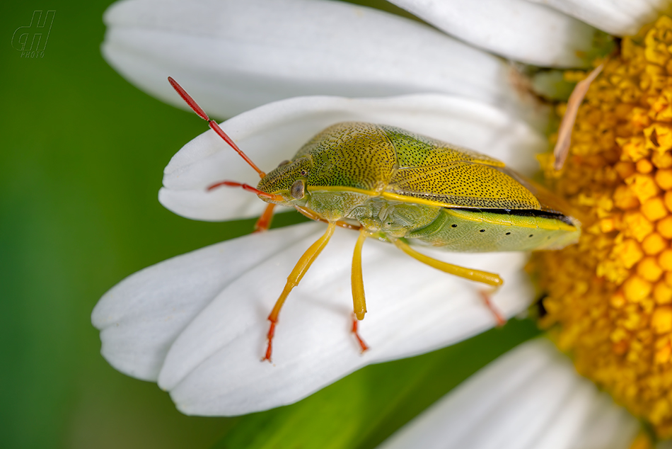 Piezodorus lituratus