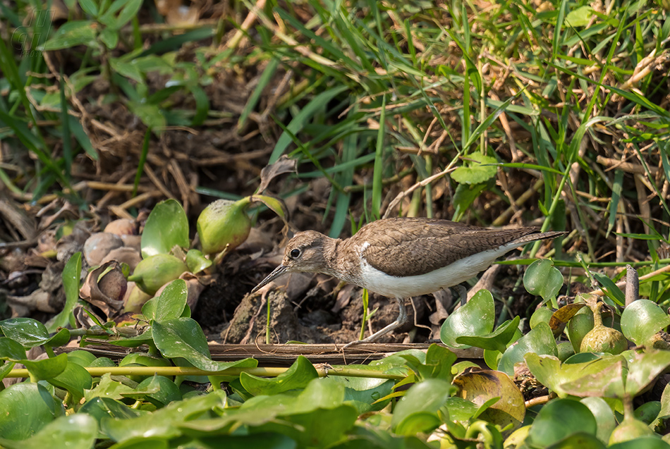 pisík obecný - Actitis hypoleucos