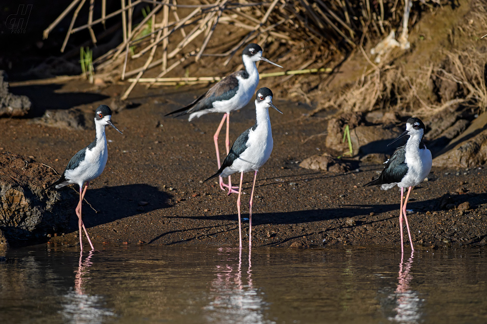 pisila americká - Himantopus mexicanus