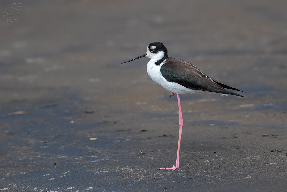 pisila americká - Himantopus mexicanus