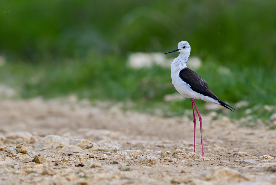 pisila čáponohá - Himantopus himantopus