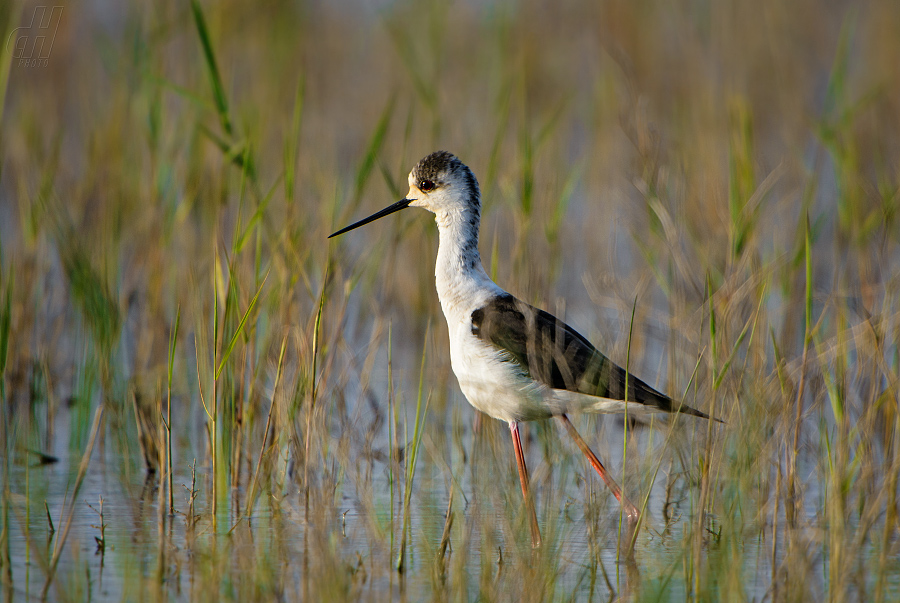 pisila čáponohá - Himantopus himantopus