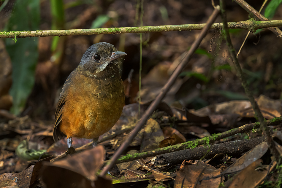 pitule vousatá - Grallaria alleni