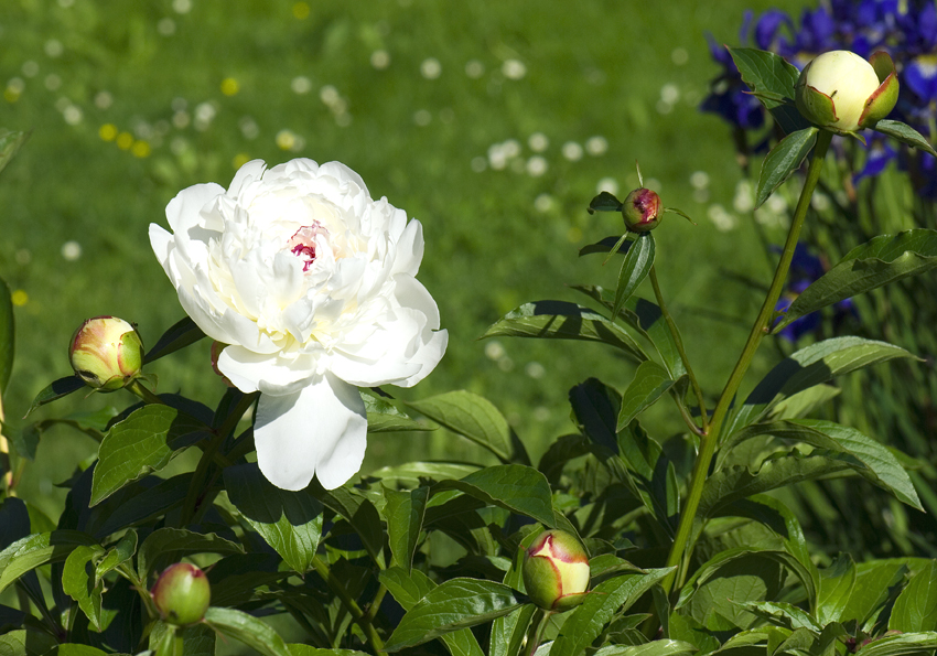 pivoňka lékařská - Paeonia officinalis