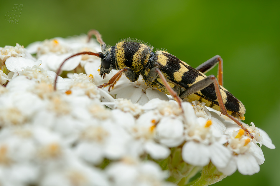 Plagionotus floralis