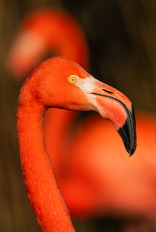 plameňák americký - Phoenicopterus ruber