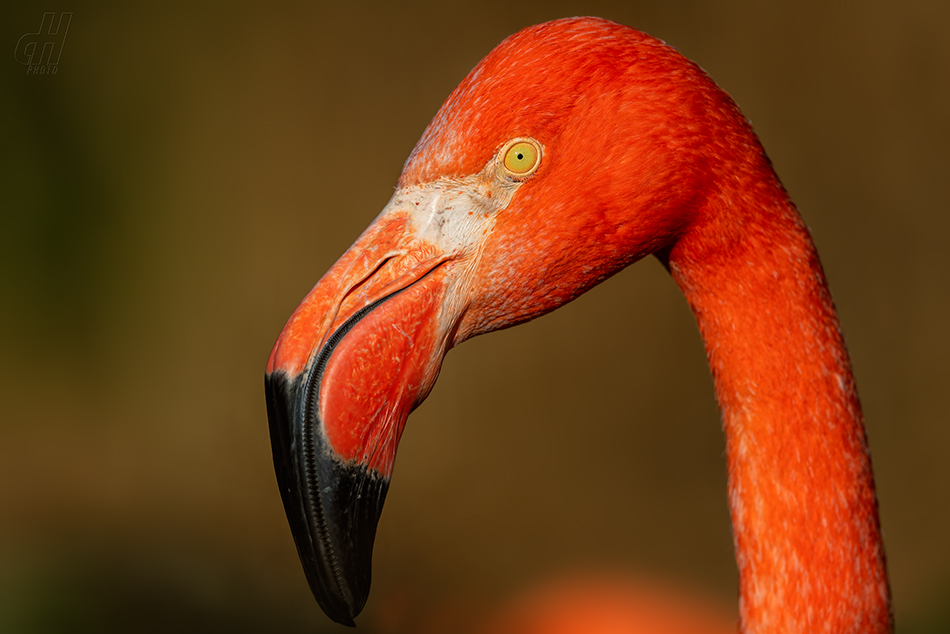 plameňák americký - Phoenicopterus ruber