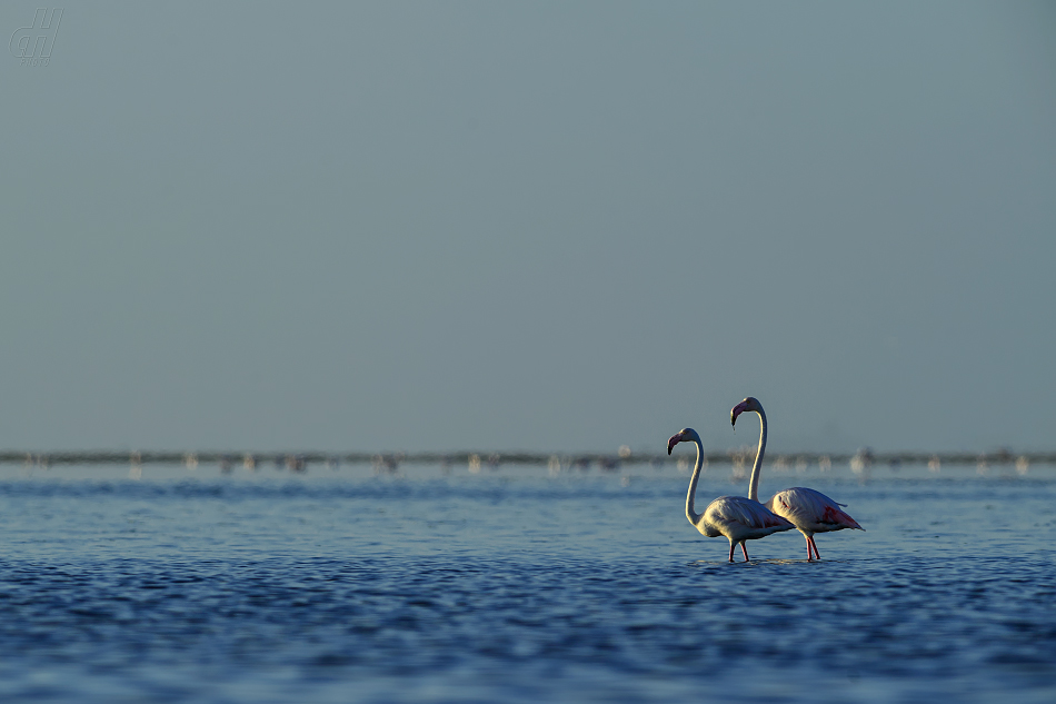 plameňák růžový - Phoenicopterus roseus