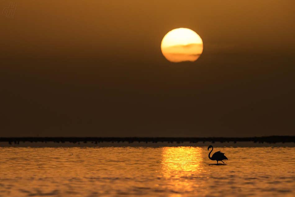 plameňák růžový - Phoenicopterus roseus