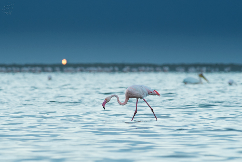 plameňák růžový - Phoenicopterus roseus