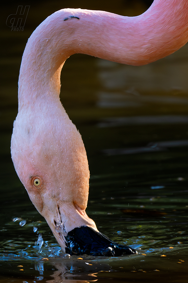 plameňák růžový - Phoenicopterus roseus