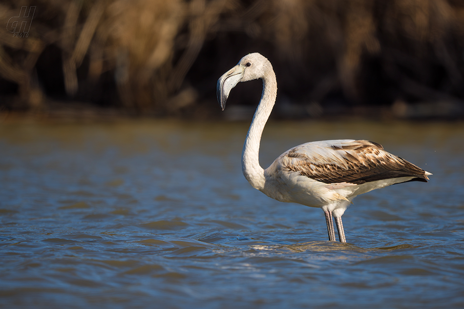 plameňák růžový - Phoenicopterus roseus