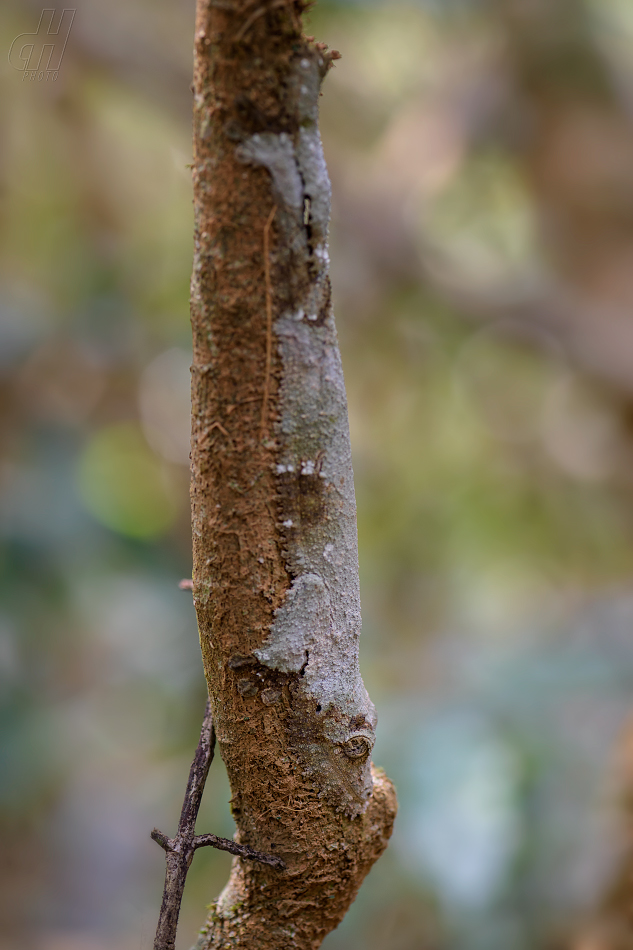 ploskorep listoocasý - Uroplatus sikorae