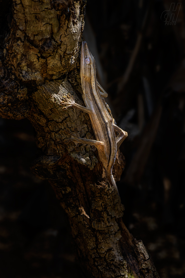 ploskorep pruhovaný - Uroplatus lineatus