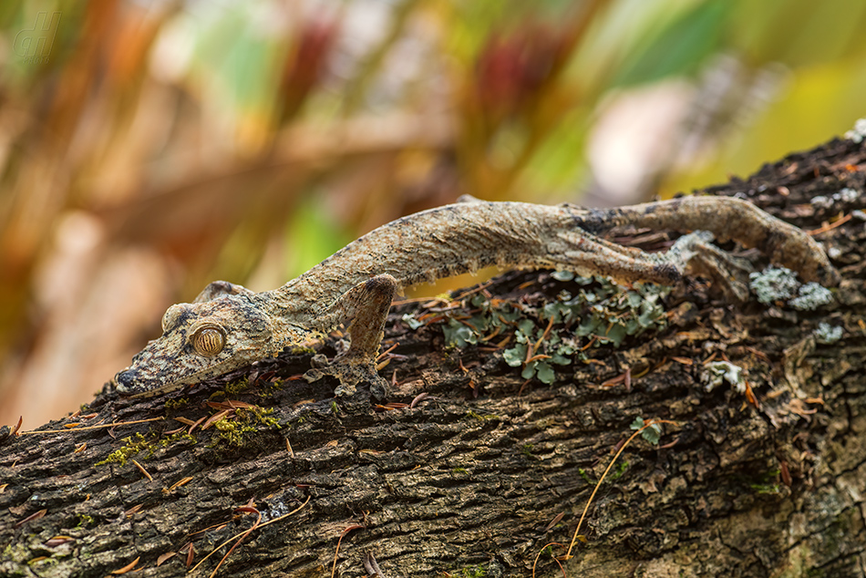 ploskorep třásnitý - Uroplatus fimbriatus