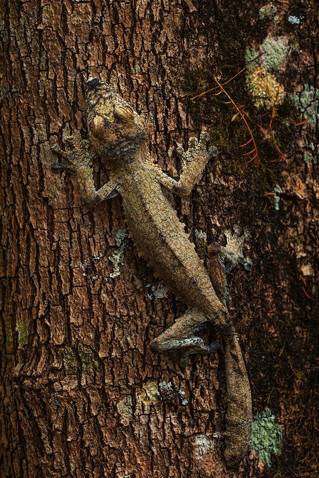 ploskorep třásnitý - Uroplatus fimbriatus