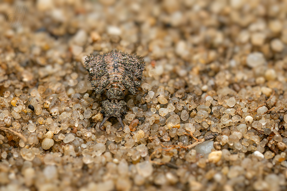 ploskoroh pestrý - Libelloides macaronius