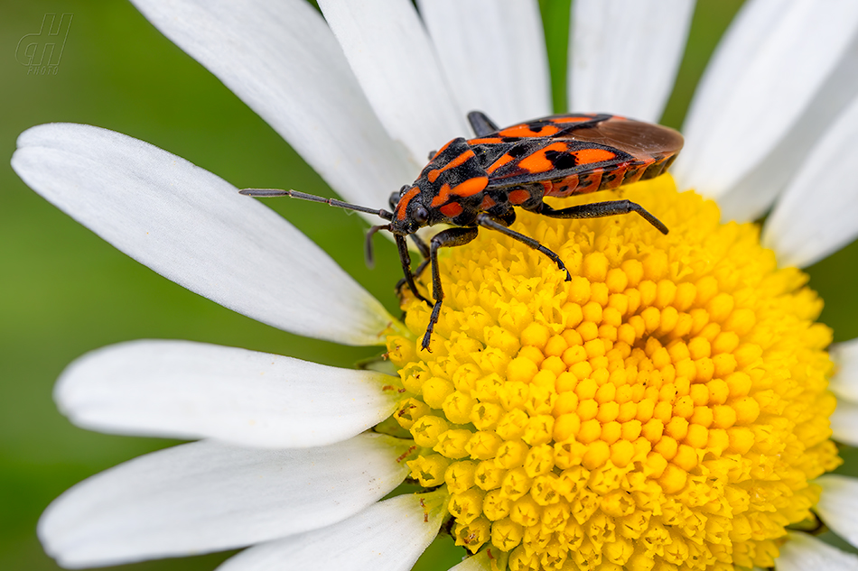 ploštička luční - Spilostethus saxatilis