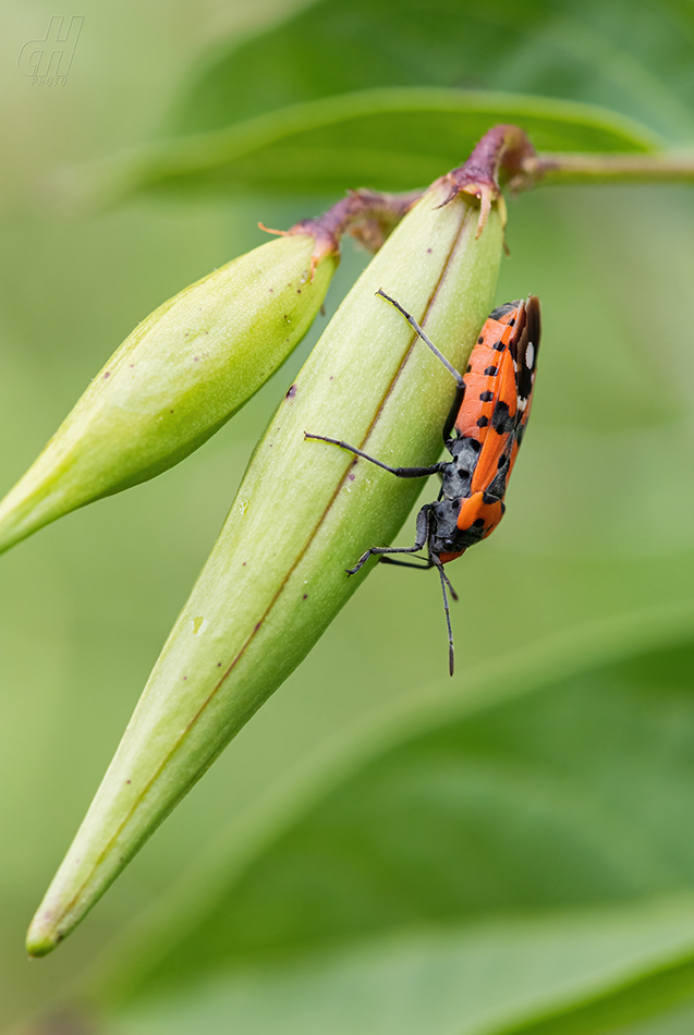 ploštička pestrá - Lygaeus equestris