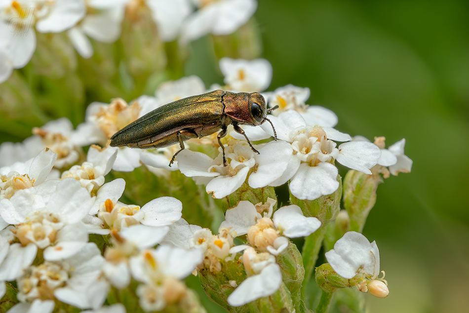 polník zelenavý - Agrilus viridis