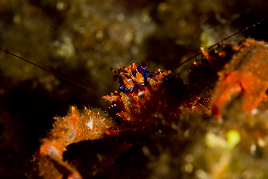 polokrab ostnitý - Galathea strigosa