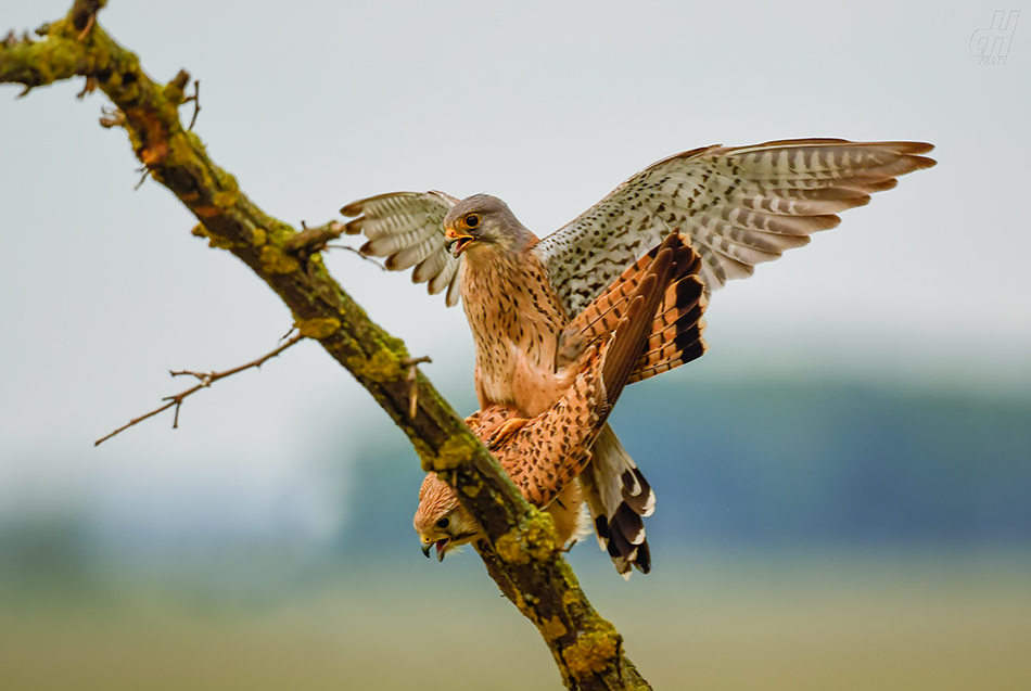 poštolka obecná - Falco tinnunculus