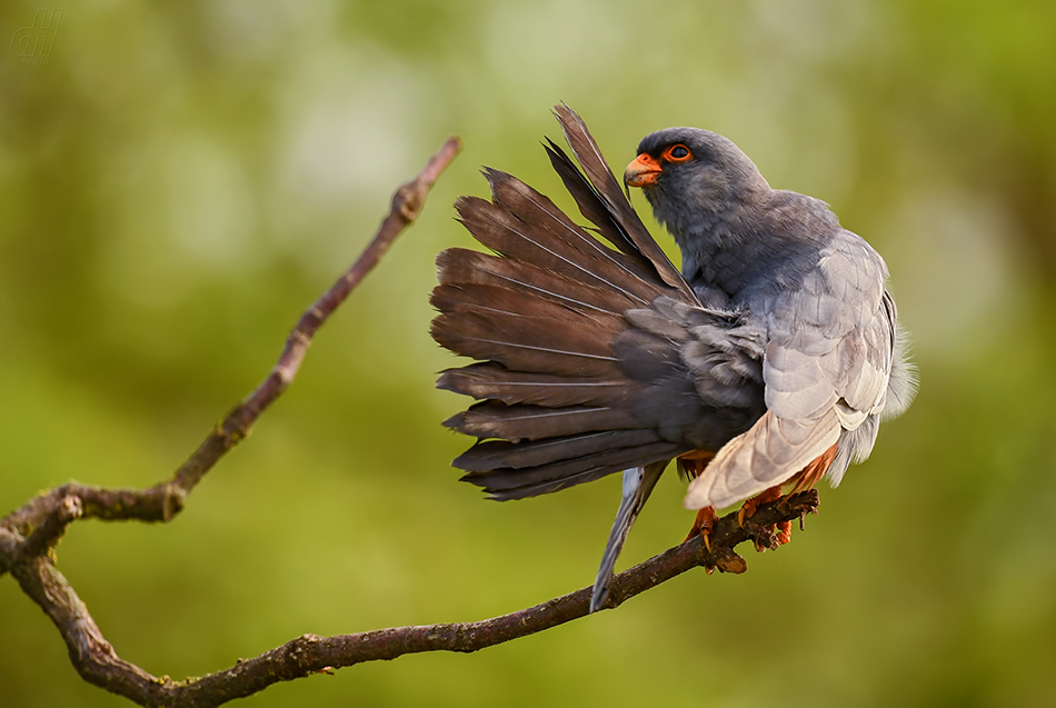 poštolka rudonohá - Falco vespertinus