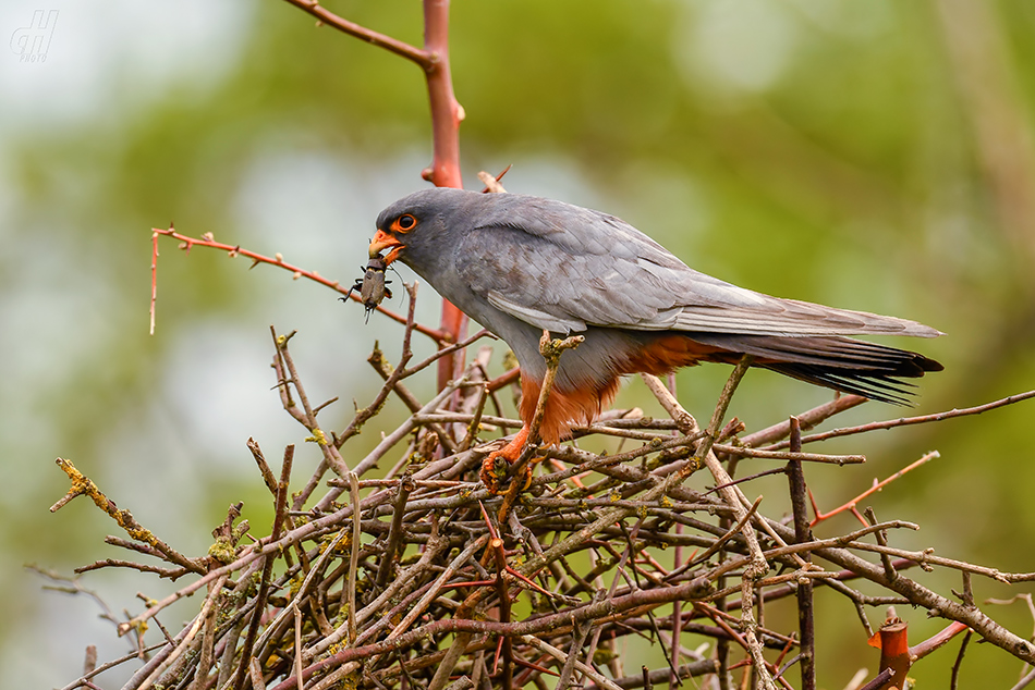 poštolka rudonohá - Falco vespertinus