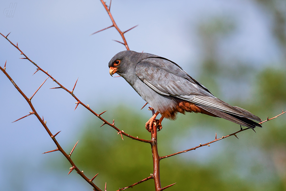 poštolka rudonohá - Falco vespertinus