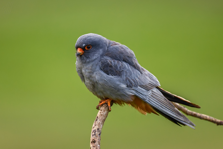 poštolka rudonohá - Falco vespertinus