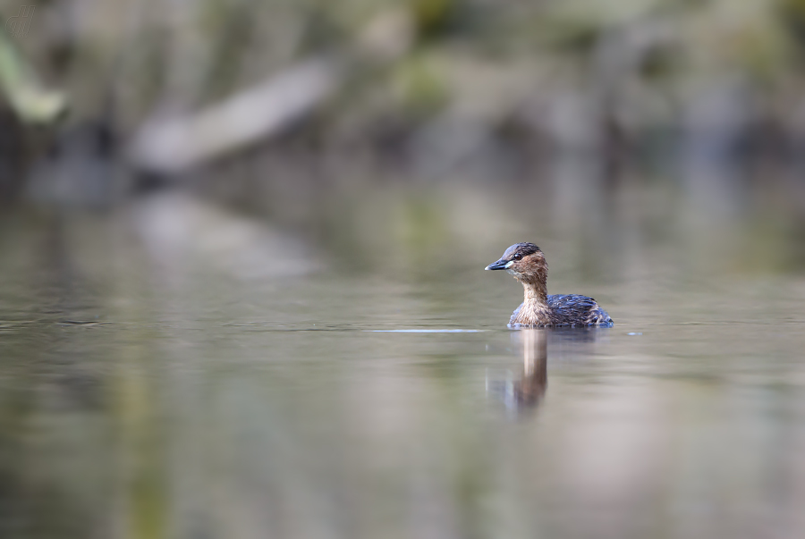 potápka malá - Tachybaptus ruficollis