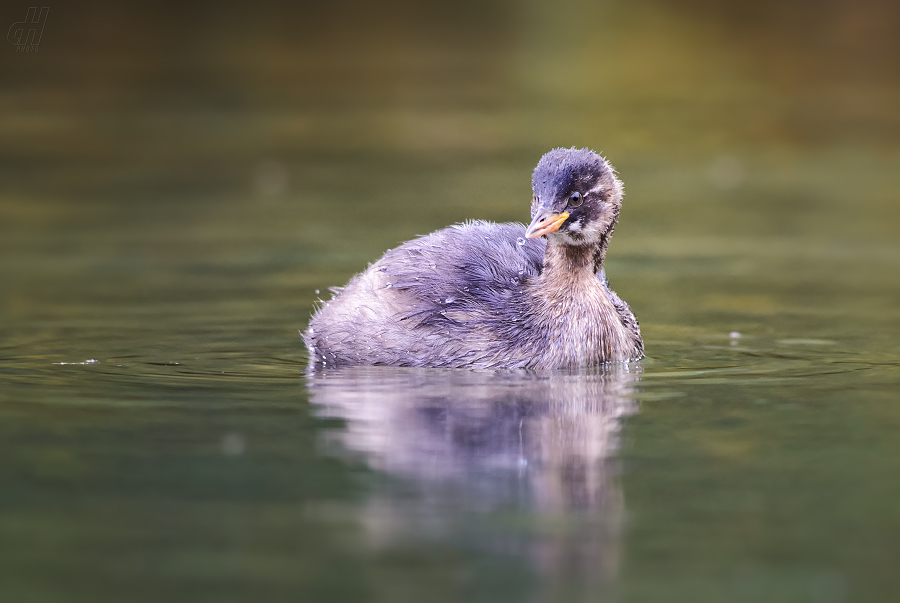 potápka malá - Tachybaptus ruficollis