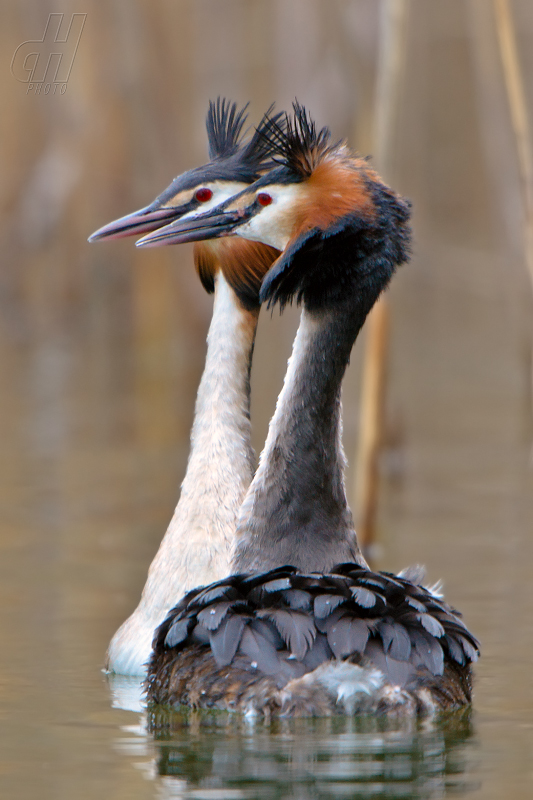 potápka roháč - Podiceps cristatus