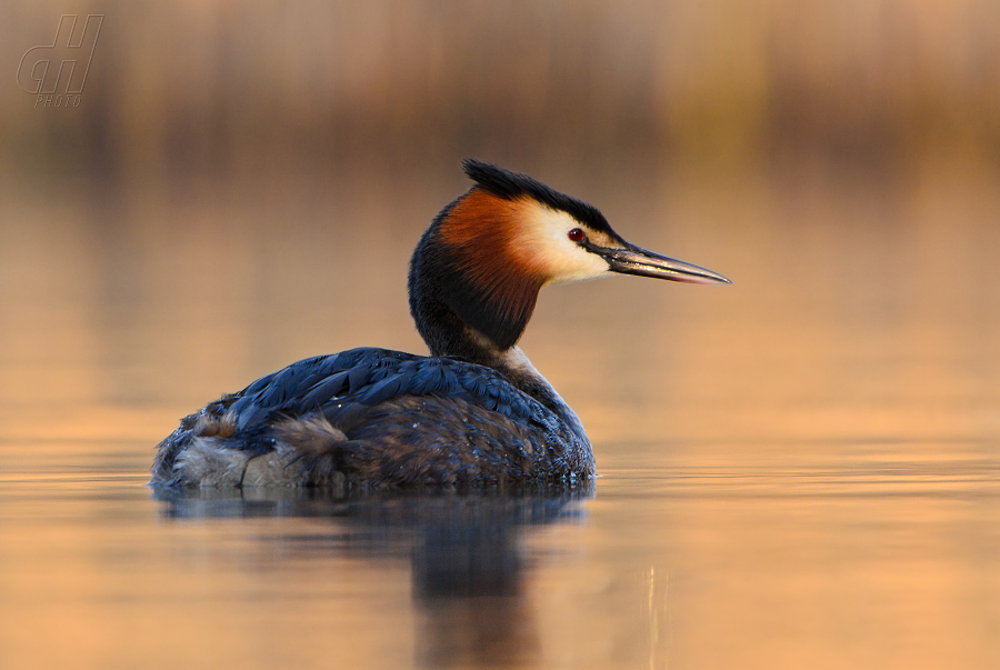 potápka roháč - Podiceps cristatus