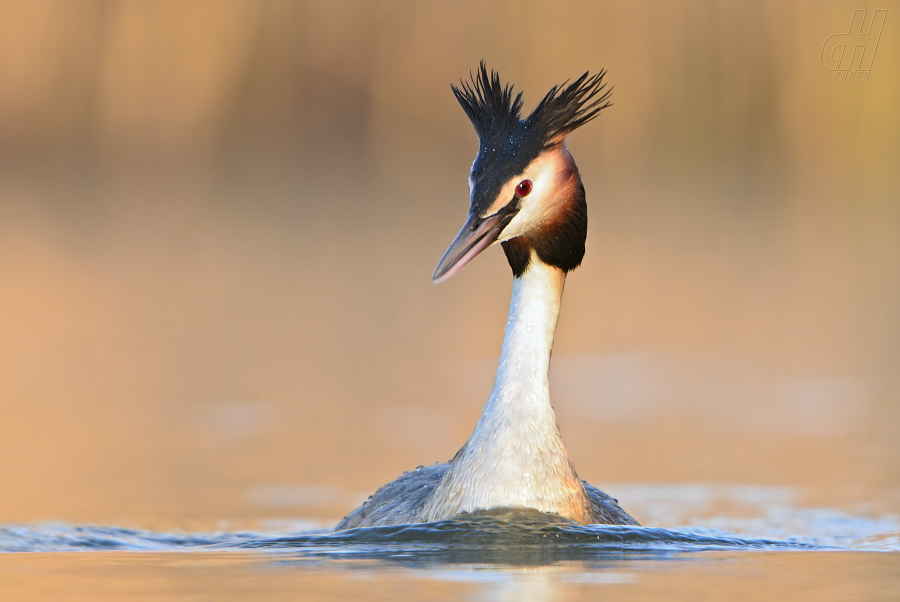 potápka roháč - Podiceps cristatus