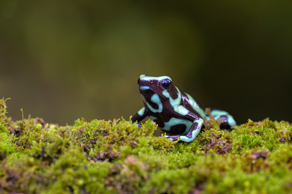 pralesnička batiková - Dendrobates auratus