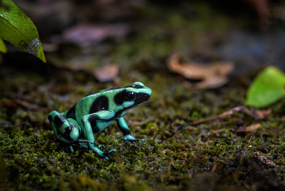 pralesnička batiková - Dendrobates auratus