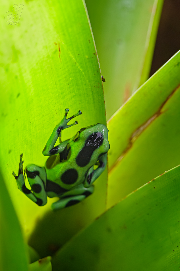 pralesnička batiková - Dendrobates auratus