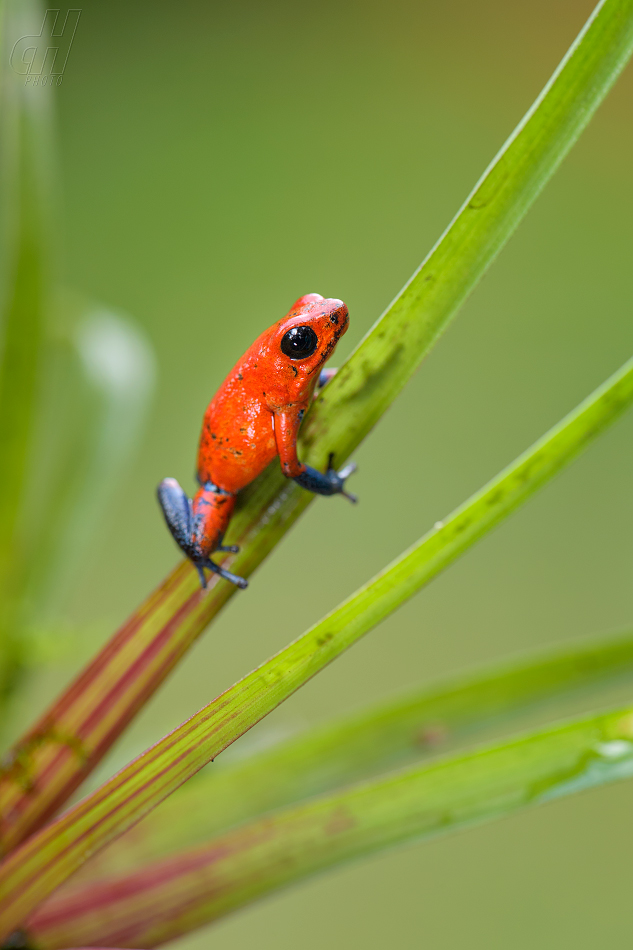 pralesnička drobná - Oophaga pumilio