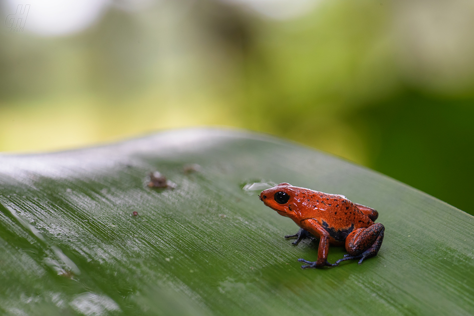 pralesnička drobná - Oophaga pumilio