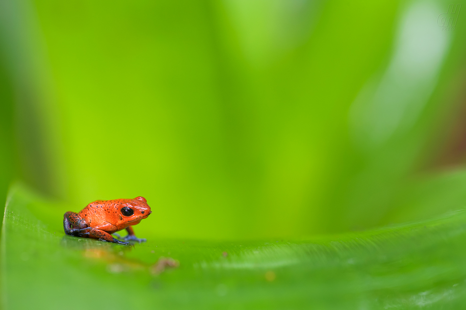 pralesnička drobná - Oophaga pumilio