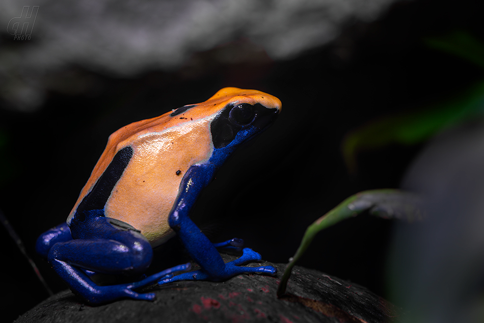 pralesnička mnohobarvá - Dendrobates tinctorius