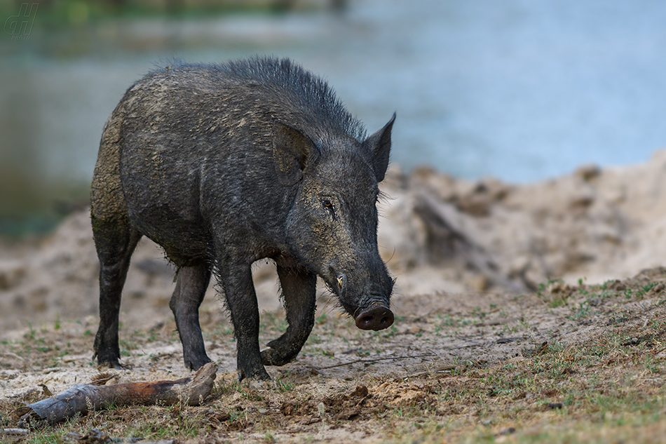 prase divoké indické - Sus scrofa cristatus