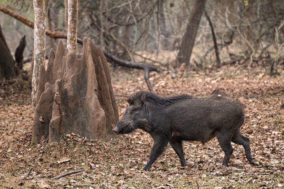 prase indické - Sus scrofa cristatus