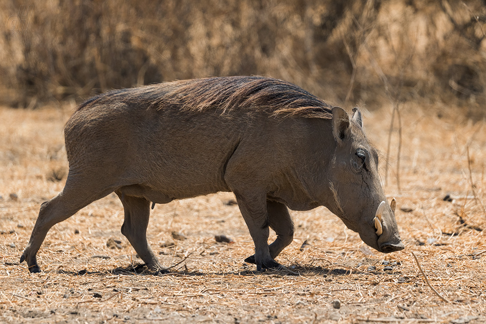 prase savanové - Phacochoerus africanus