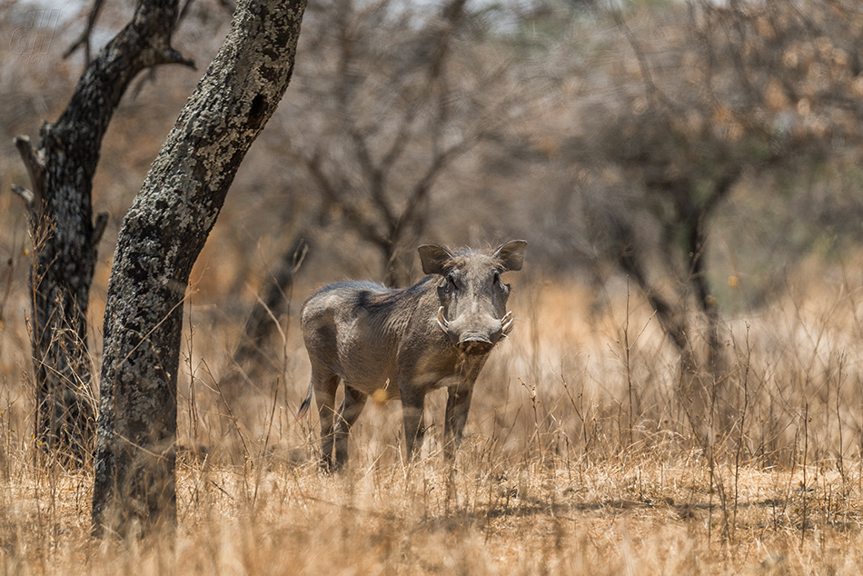 prase savanové - Phacochoerus africanus