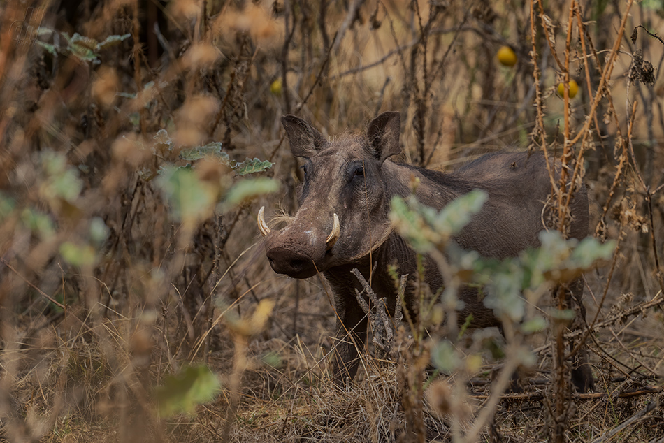 prase savanové - Phacochoerus africanus